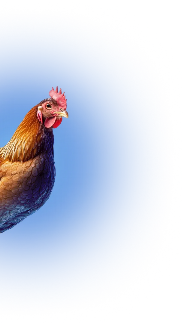 ayam
