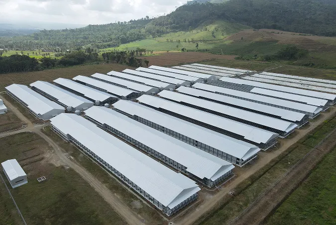 Kandang Broiler
